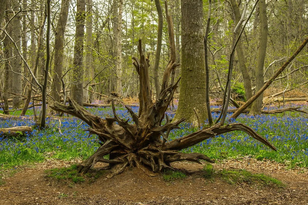 How to Photograph Bluebell Woods in Spring Without Damaging the Flowers
